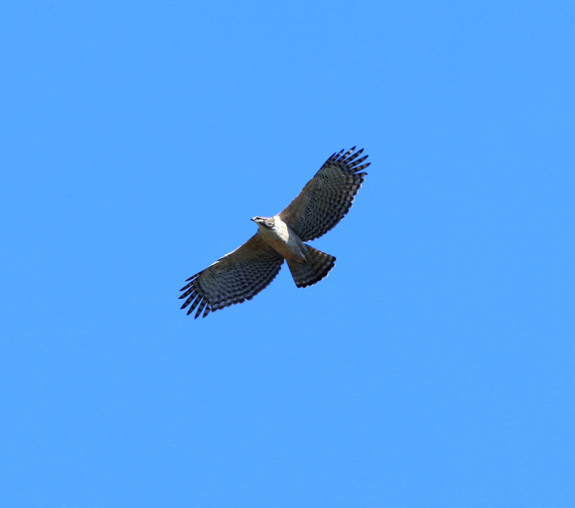 クマタカ幼鳥：舞う姿２０１７_c0319902_19574273.jpg