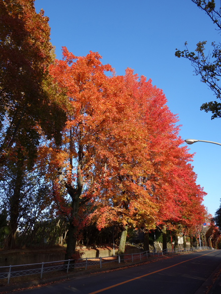 散歩道★紅葉なんて全然興味・・・_f0209603_23461244.jpg