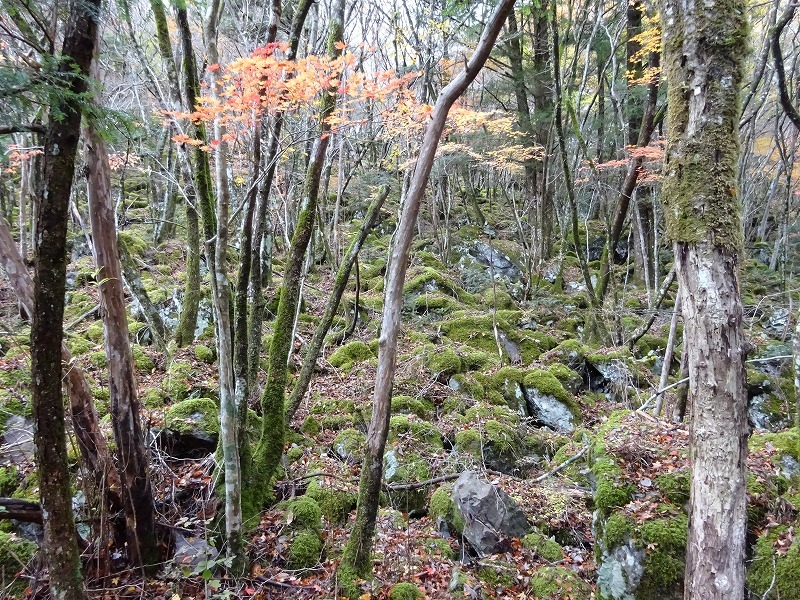 山犬嶽（やまいぬだけ）徳島県　苔の名所_b0124306_23180586.jpg