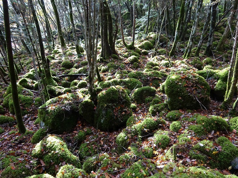 山犬嶽（やまいぬだけ）徳島県　苔の名所_b0124306_23201011.jpg