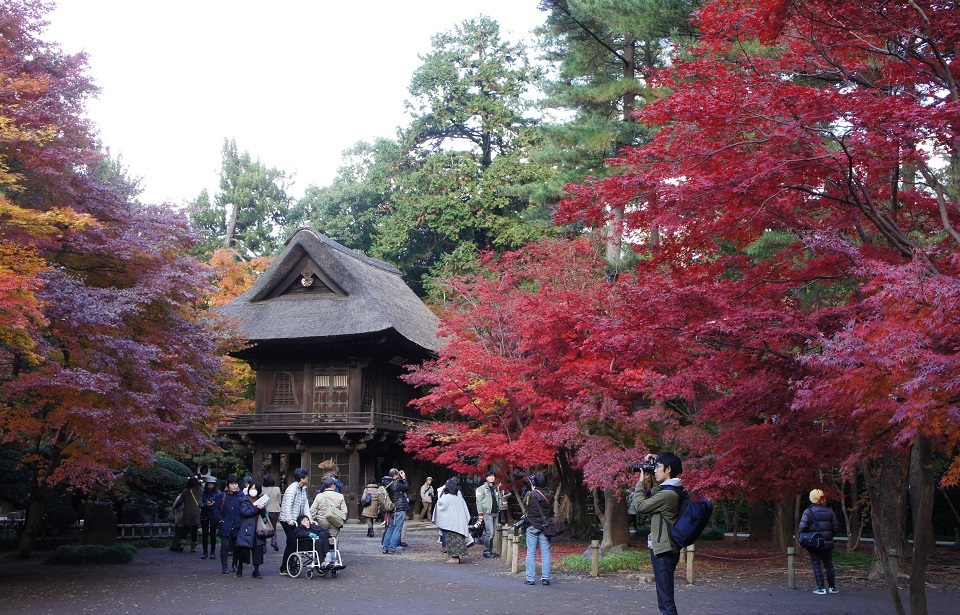 平林寺の紅葉_b0112909_20585532.jpg