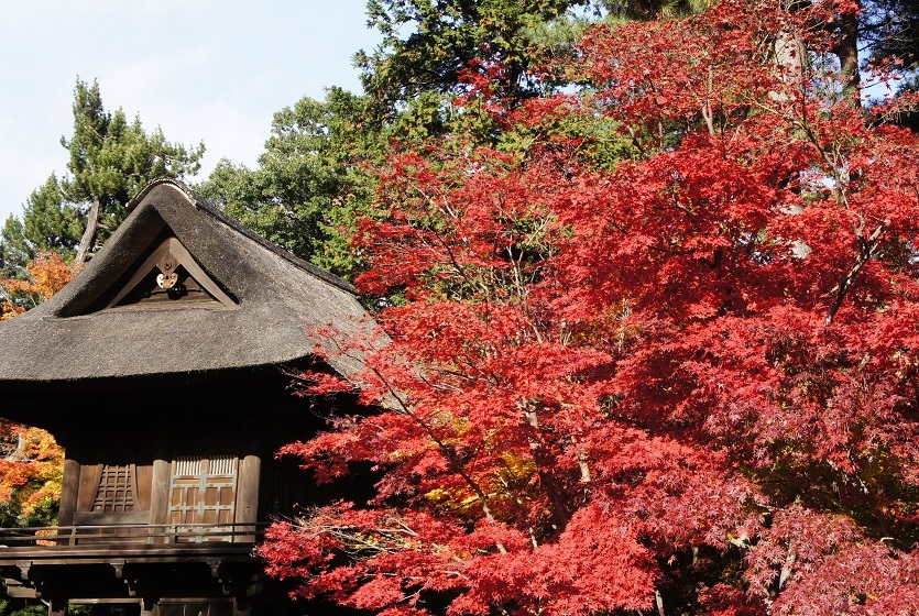 平林寺の紅葉_b0112909_20595655.jpg