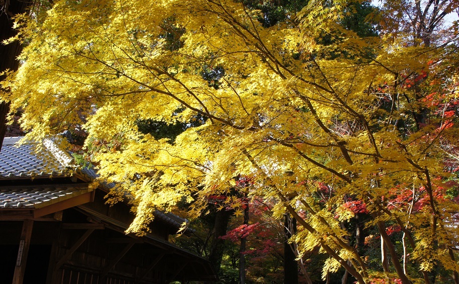 平林寺の紅葉_b0112909_21083528.jpg