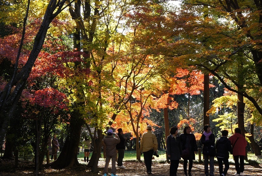 平林寺の紅葉_b0112909_21174392.jpg