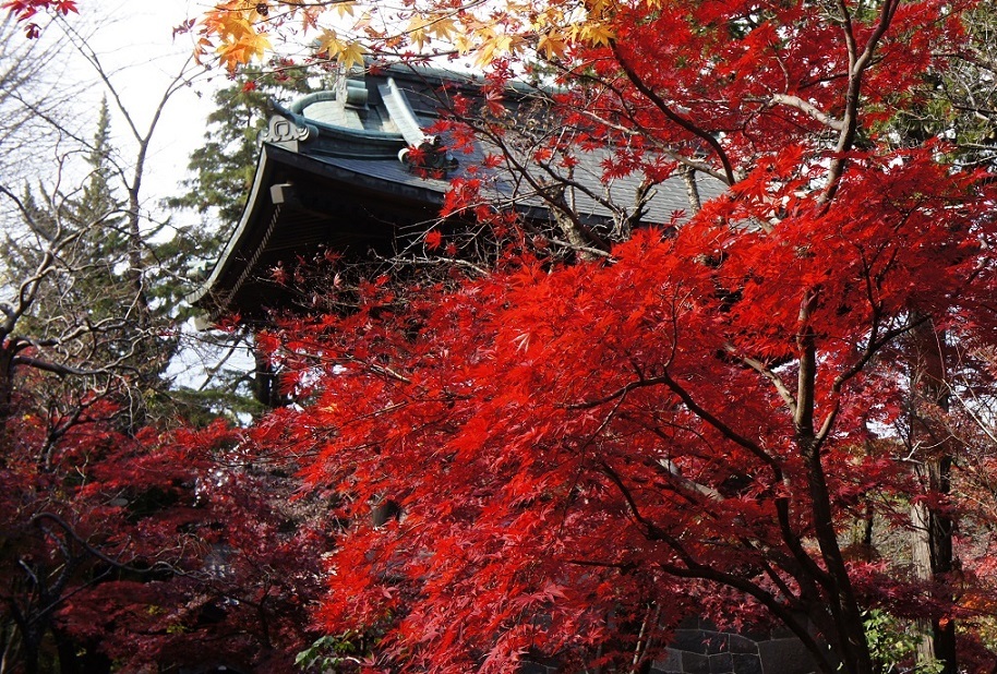 平林寺の紅葉_b0112909_21191329.jpg