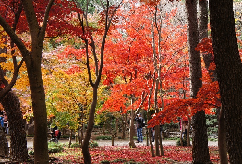 平林寺の紅葉_b0112909_21195977.jpg