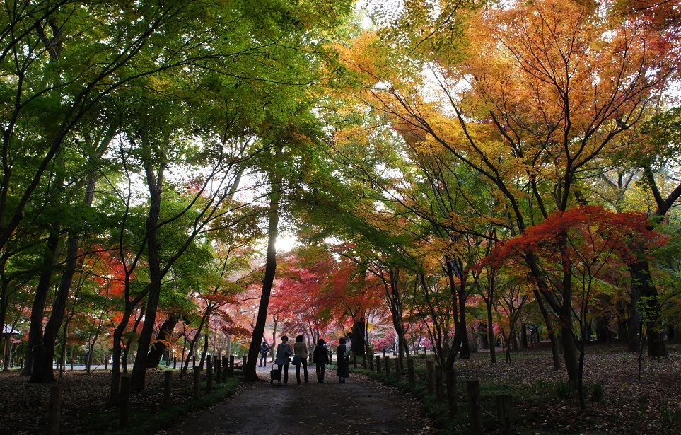 平林寺の紅葉_b0112909_21405706.jpg