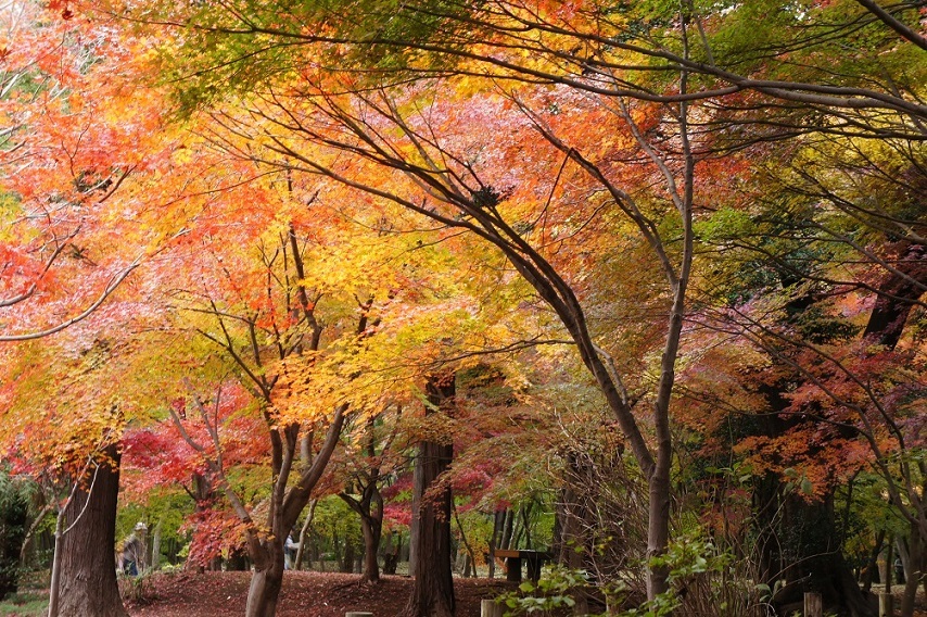 平林寺の紅葉_b0112909_21474273.jpg