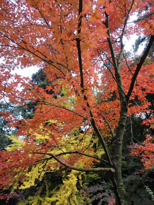 西条市丹原町の西山興隆寺の紅葉…2017/11/21_f0231709_21484033.jpg