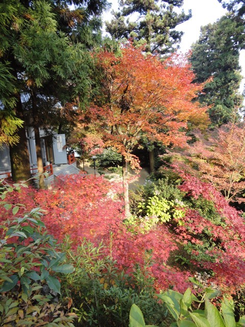 西条市丹原町の西山興隆寺の紅葉…2017/11/21_f0231709_21504433.jpg