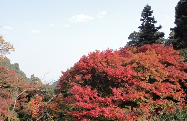 西条市丹原町の西山興隆寺の紅葉…2017/11/21_f0231709_21531581.jpg