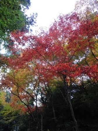 西条市丹原町の西山興隆寺の紅葉…2017/11/21_f0231709_21562494.jpg