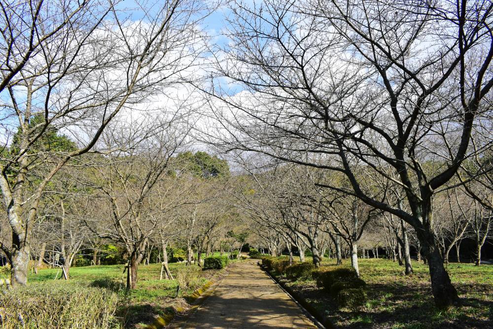 市民の森と四王寺山脈_f0212511_23390873.jpg