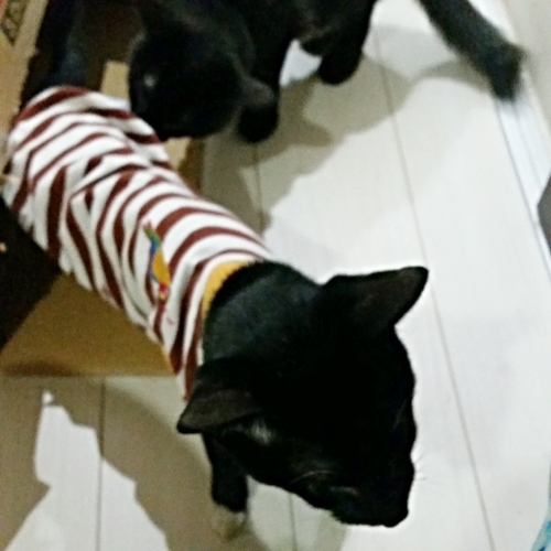 e0144012_01415424.jpeg