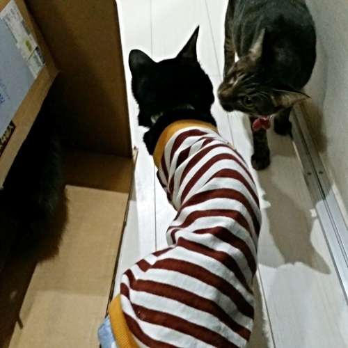 e0144012_01465887.jpeg
