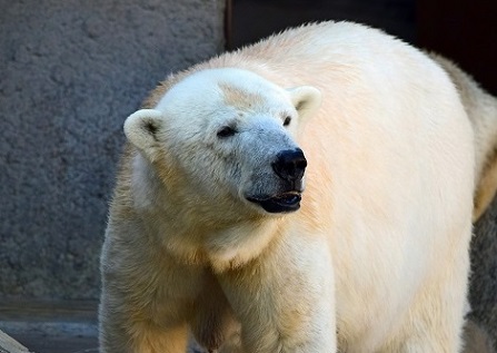 ホッキョクグマを飼育している日本の都市とホッキョクグマを飼育している海外の都市との姉妹都市関係_a0151913_1734759.jpg