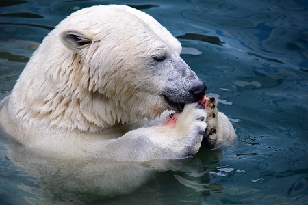 ホッキョクグマを飼育している日本の都市とホッキョクグマを飼育している海外の都市との姉妹都市関係_a0151913_17362842.jpg