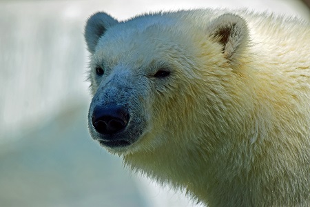 ホッキョクグマを飼育している日本の都市とホッキョクグマを飼育している海外の都市との姉妹都市関係_a0151913_17403543.jpg