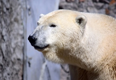 ホッキョクグマを飼育している日本の都市とホッキョクグマを飼育している海外の都市との姉妹都市関係_a0151913_17444119.jpg