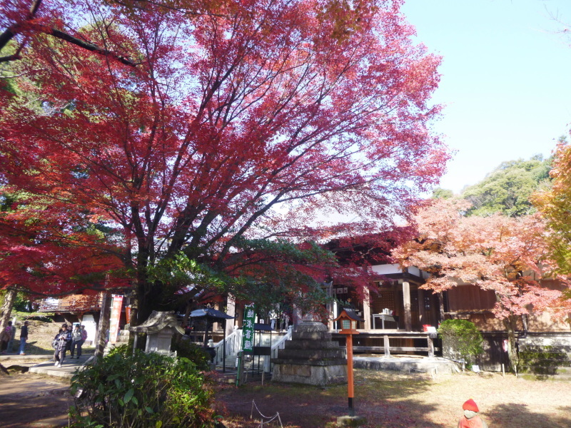 今日のお気に入り写真　寂光院・継鹿尾山 (273M) に登る_d0170615_18543171.jpg