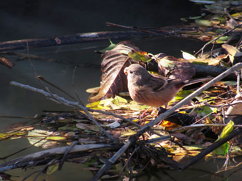 11/19　S公園にて_f0051915_22335160.jpg