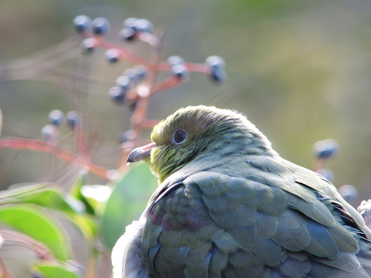 11/19　S公園にて_f0051915_22474423.jpg