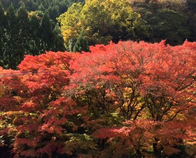 今の紅葉はこんな感じでーす_e0234016_19554681.jpg