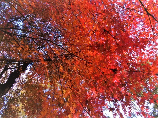 f0354923_20101104.jpg
