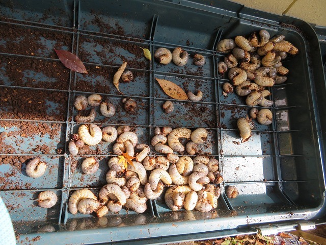 f0177529_12033708.jpg