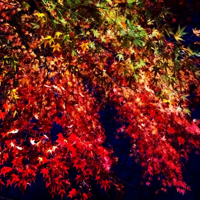 b0125443_13233995.jpeg
