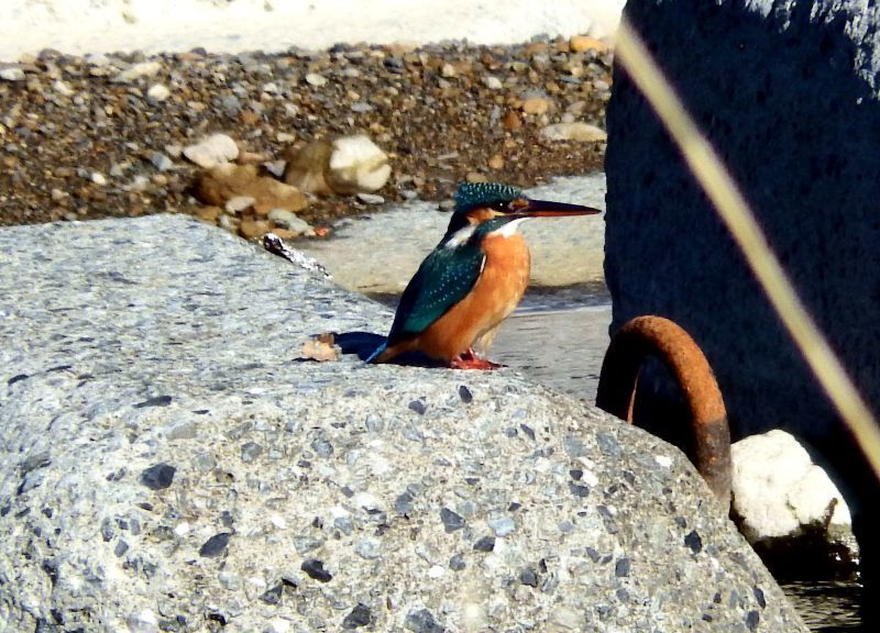 カワセミ・トビ・イソシギ・・浅川（八王子）_d0354344_11140996.jpg