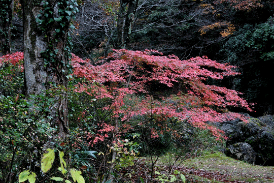 c0093046_19131213.gif