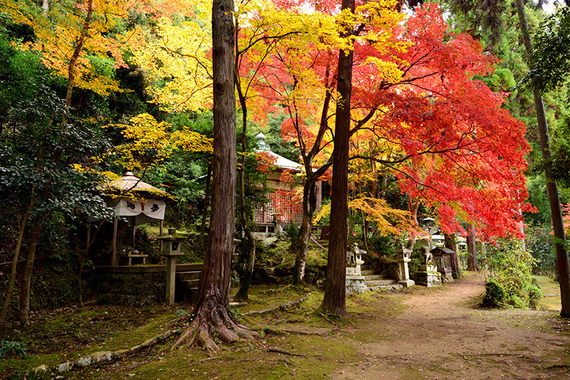 護法堂弁財天 紅葉 ちょっとそこまで 護法堂弁財天 紅葉 ちょっとそこまで