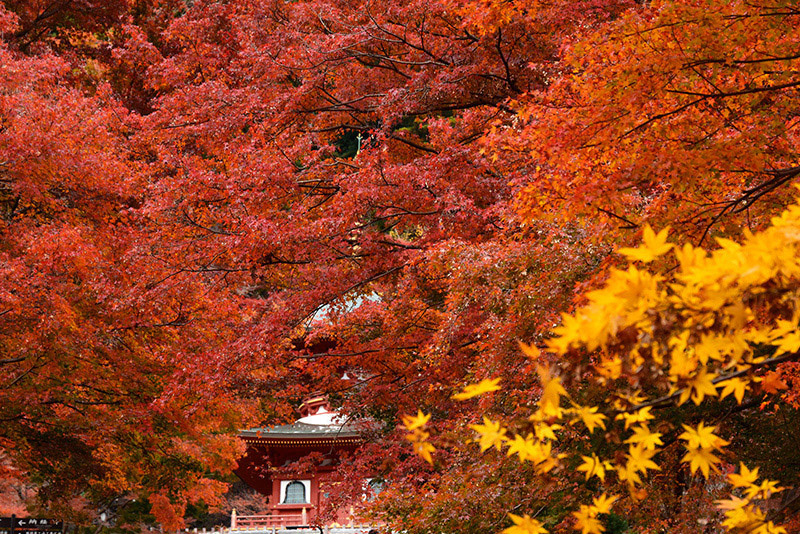 勝尾寺 紅葉 ちょっとそこまで