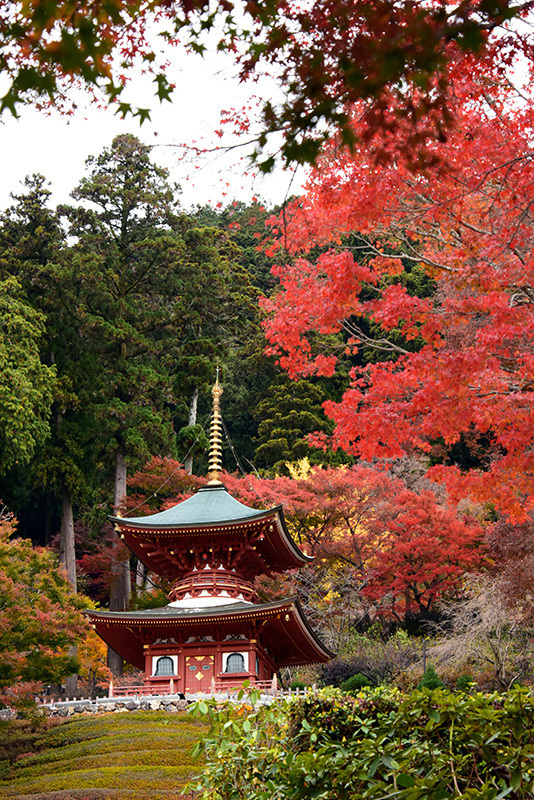 勝尾寺 紅葉 ちょっとそこまで 勝尾寺 紅葉 ちょっとそこまで