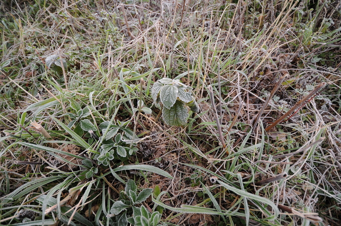 霜　串間市大束風野　１７１１２１_a0043276_4573795.jpg