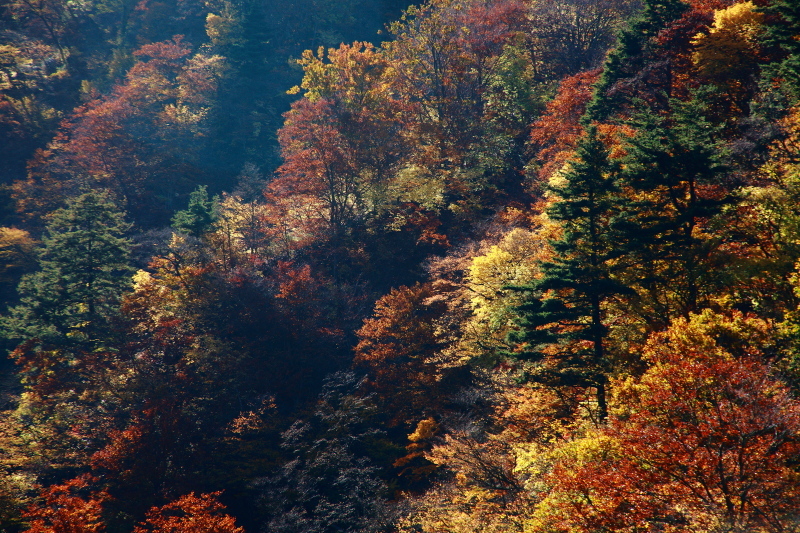 e0165983_10310582.jpg