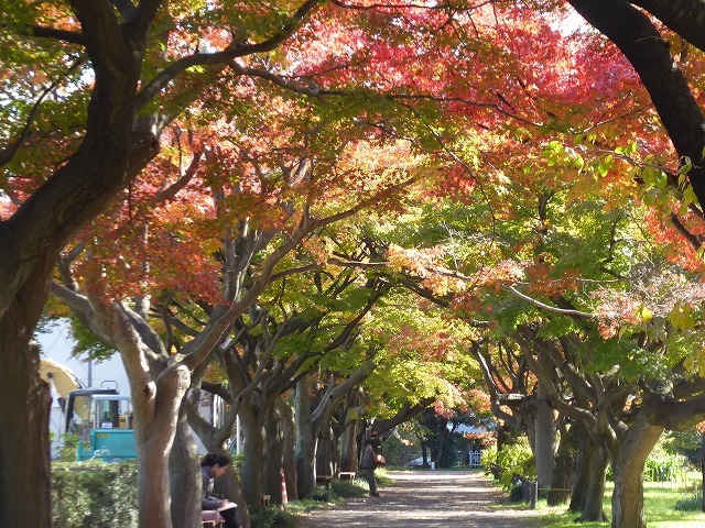 昔は下駄禁制だった小石川植物園 紅葉も黄葉も今見頃だよ ルソイの半バックパッカー旅 昔は下駄禁制だった小石川植物園 紅葉も黄葉も今見頃だよ ルソイの半バックパッカー旅