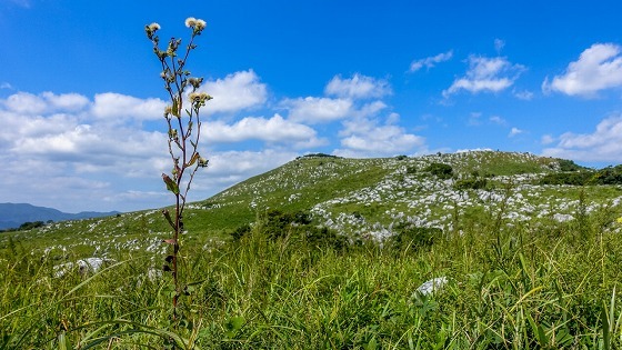 e0176993_11200381.jpg