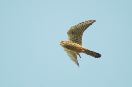a0206496_15451655.jpg