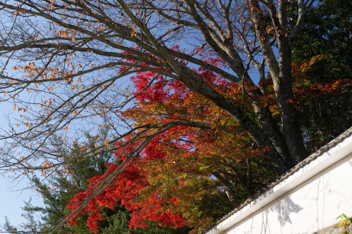 ご近所紅葉めぐり　～弘川寺_e0366896_22540894.jpg