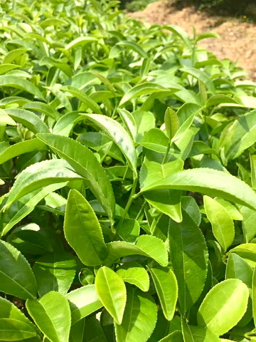 岩の造りしもの : 小梅茶荘 岩の造りしもの : 小梅茶荘