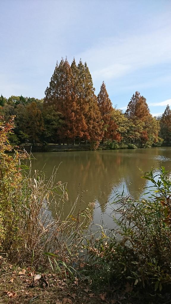 地域の紅葉🍁_f0376200_23350112.jpg
