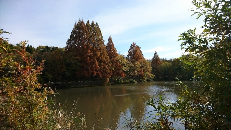 地域の紅葉🍁_f0376200_23350363.jpg