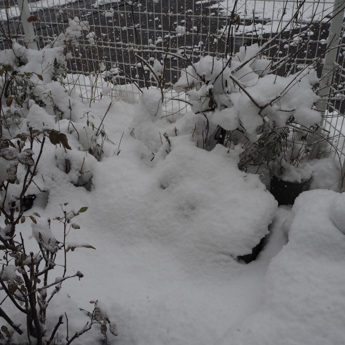 雪。_b0378101_11021813.jpg