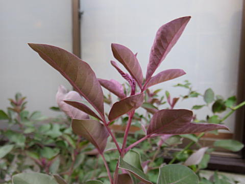 d0046702_23081794.jpg