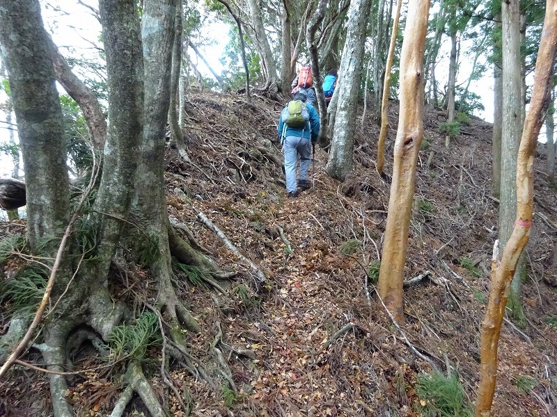 山犬嶽（やまいぬだけ）徳島県　苔の名所_b0124306_20460434.jpg