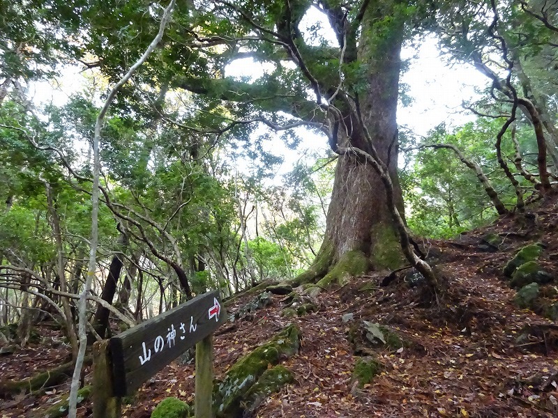 山犬嶽（やまいぬだけ）徳島県　苔の名所_b0124306_21194869.jpg