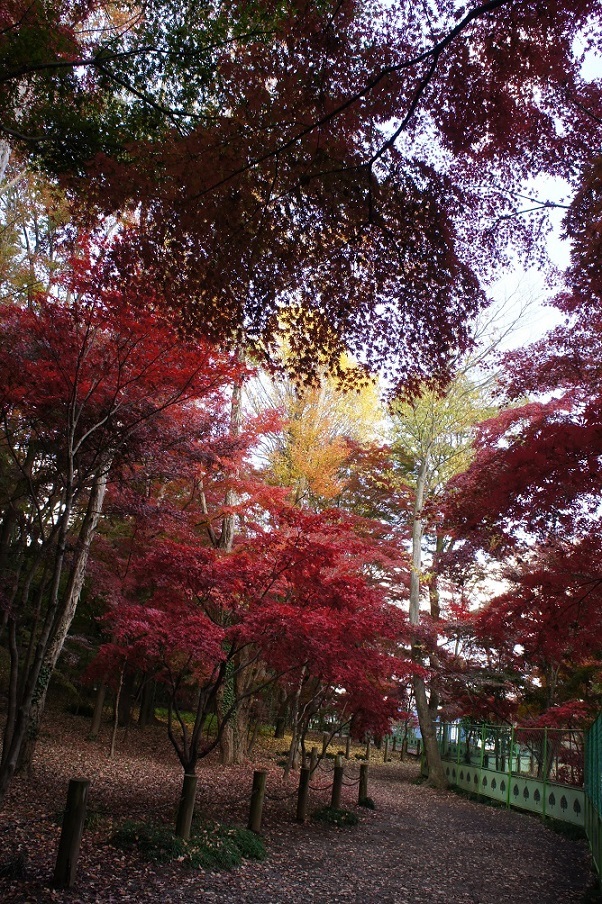 平林寺の紅葉_b0112909_02204363.jpg