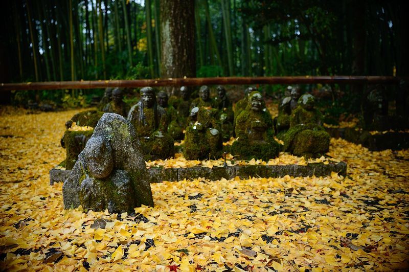 2017京都の紅葉･修学院　赤山禅院_f0032011_19120198.jpg